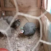 فروش مرغ شاخدار