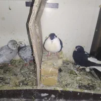 کبوترجفتگاه