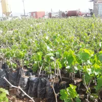 نهال|گل و گیاه طبیعی|رامند, |دیوار