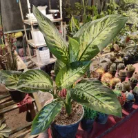 رسیدگی به گل و گیاه در خانه