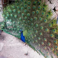 طاووس مصری نژاد جاوا نر و ماده مولد