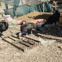 بوقلمون و طوقی