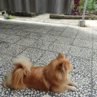 سگ پامر شناسنامه دار|سگ|نوشهر, |دیوار