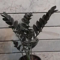 گلهای آپارتمانی شاداب وخاص باقیمت مناسب