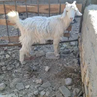 بز بزغاله بره گوسفند