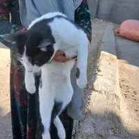 واگوزاری.بچه.گربه