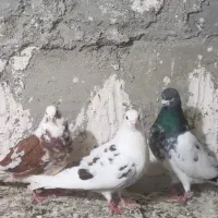 صید شده