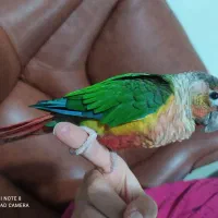 گرینچیک یلو ساید با قرمزی بالا