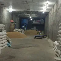 جو محلی وگندم موجود به صورت عمده قیمت مناسب