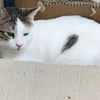 یه پسر جنتلمن|گربه|بوشهر, |دیوار