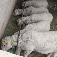 قوچ لاکن|حیوانات مزرعه|اشکذر, |دیوار