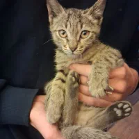 واگذار گوربا