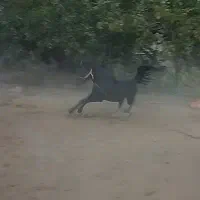 اسب کورد معاوضه