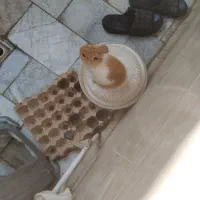 خرگوش فروشی