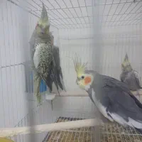 عروس هلندی|پرنده|مشهد, محمدآباد|دیوار