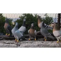 کفتر
