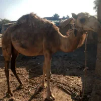 یک عدد شتر ماده دوسالو نیم