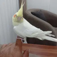 عروس هلندی|پرنده|بانه, |دیوار