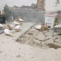 سلام چندتا سینه دم زرد اسطوره رگ و سو|پرنده|زاهدان, |دیوار