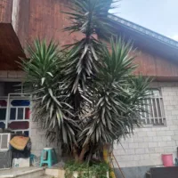 گل یوکا تنه دار و بزرگ