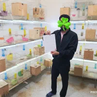 فروش پرنده های زینتی گرینچیک کوتوله طوطی ملنگو|پرنده|تهران, امین حضور|دیوار