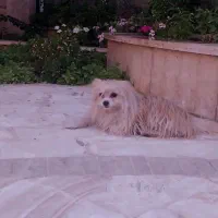 سگ گم شده|حیوانات|کرمان, |دیوار