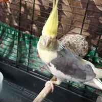 عروس هلندی نر|پرنده|رفسنجان, |دیوار