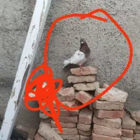 کبوتر|پرنده|گرمی, |دیوار