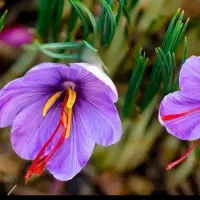 زعفران فروشی