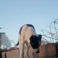 سگ سرابی|سگ|تربت‌حیدریه, پائین ولایت|دیوار