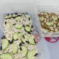 کرم میلورم|خزنده|آبادان, |دیوار