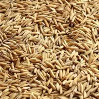 فروش برنج مازندارن درجه یک خوشپخت اورگانیک|خوردنی و آشامیدنی|بابل, |دیوار