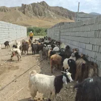 تعدادی بزغاله  نر و ماده