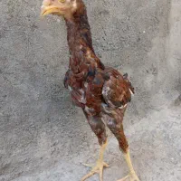 جوجه لاری اصل