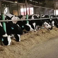 فروش نهاده کاه باگاس نیشکر مقوی