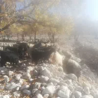 باسلام فروش 80 راس تیشتر بز وکلرجوان|حیوانات مزرعه|کازرون, |دیوار