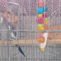 جفت عروس هلندی  مولد