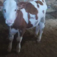 خوازم گوساله نر نژاد دار