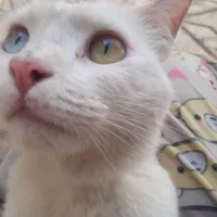 گربه خانگی
