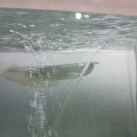 آروانا سیلور|ماهی|ارومیه, |دیوار