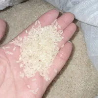 برنج کامفیروزی