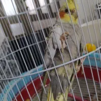 پرنده عروس هلندی