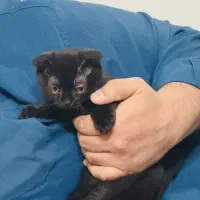 گربه اسکاتیش