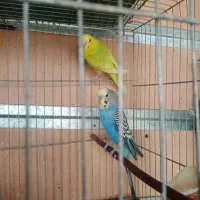 مرغ عشق مولد