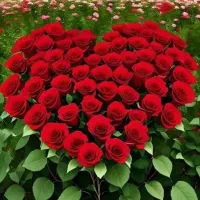 مربی آموزش رانندگی