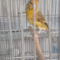 سهره قناری تازه صاف