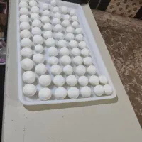 کشک