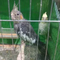 فروش پرنده