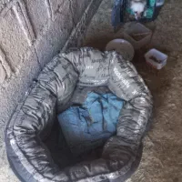 سگ آپارتمانی|سگ|آستانه اشرفیه, |دیوار