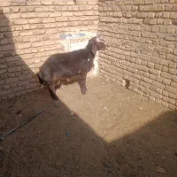 بره قوچی|حیوانات مزرعه|زاوه, |دیوار